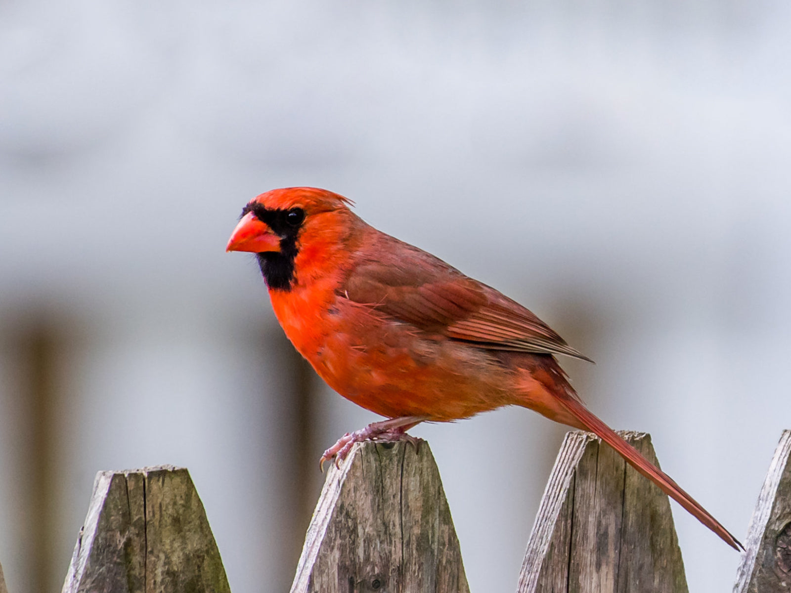 Common North American Birds and How to Identify Them