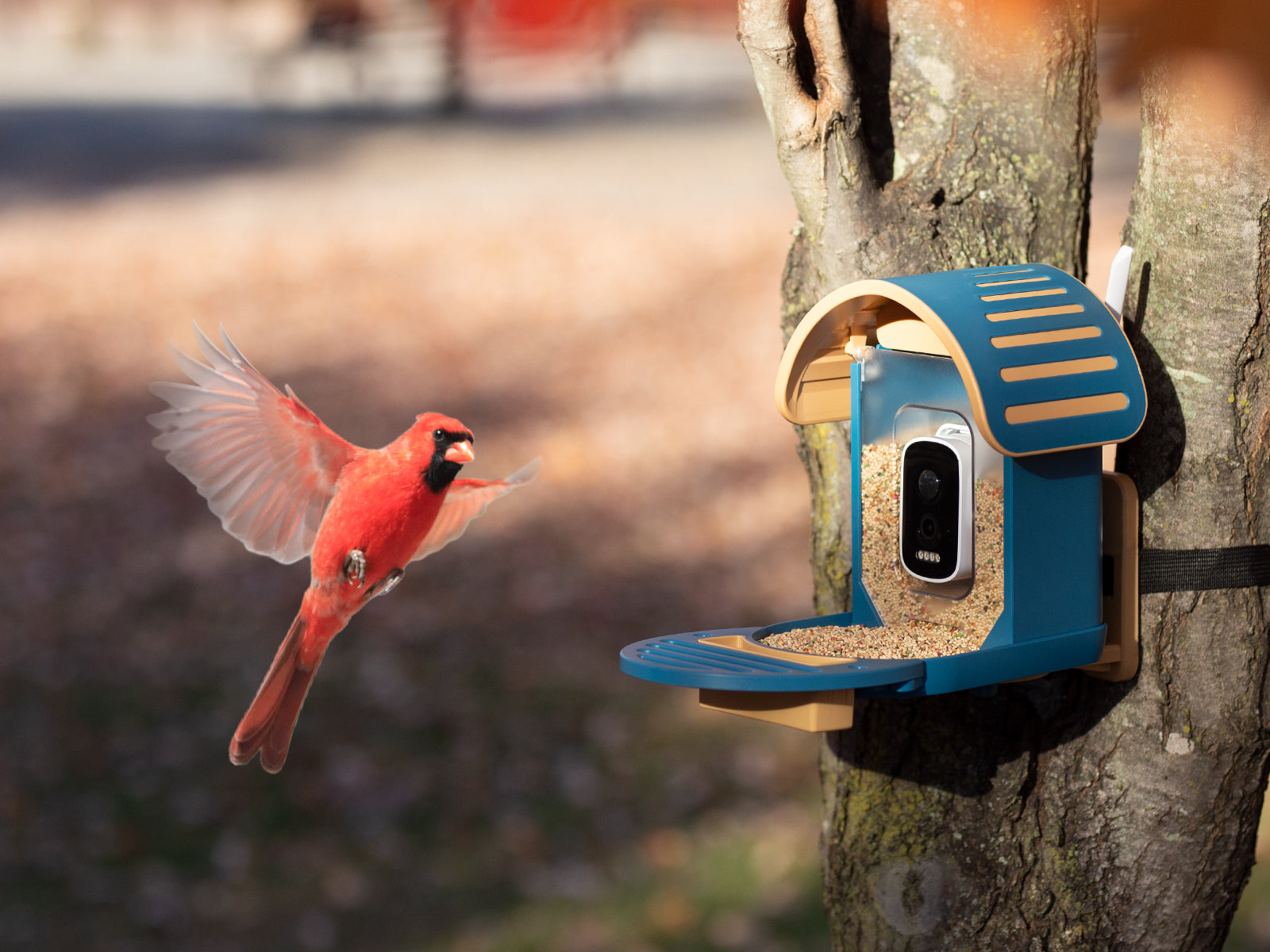 The Role of Bird Feeders in Supporting Local Ecosystems
