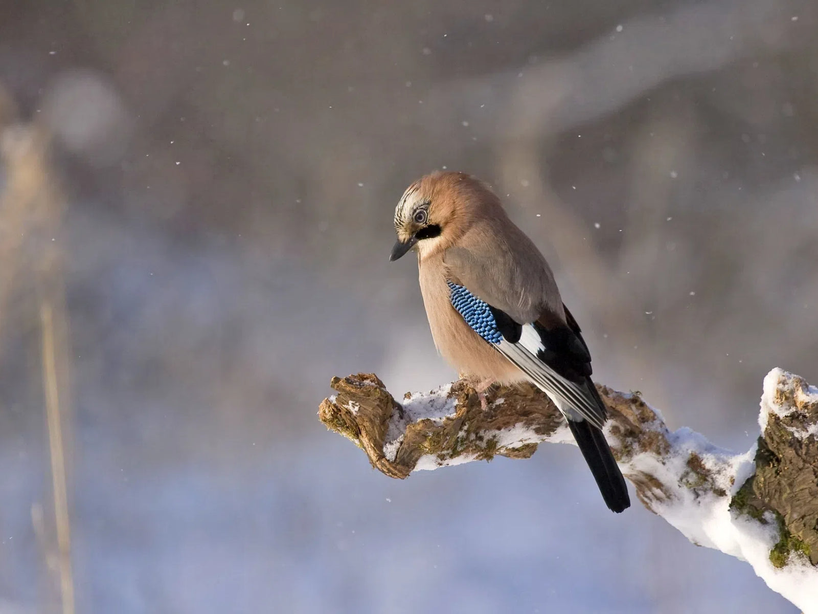 Winter Survival Strategies and Feeding Tips for Birds