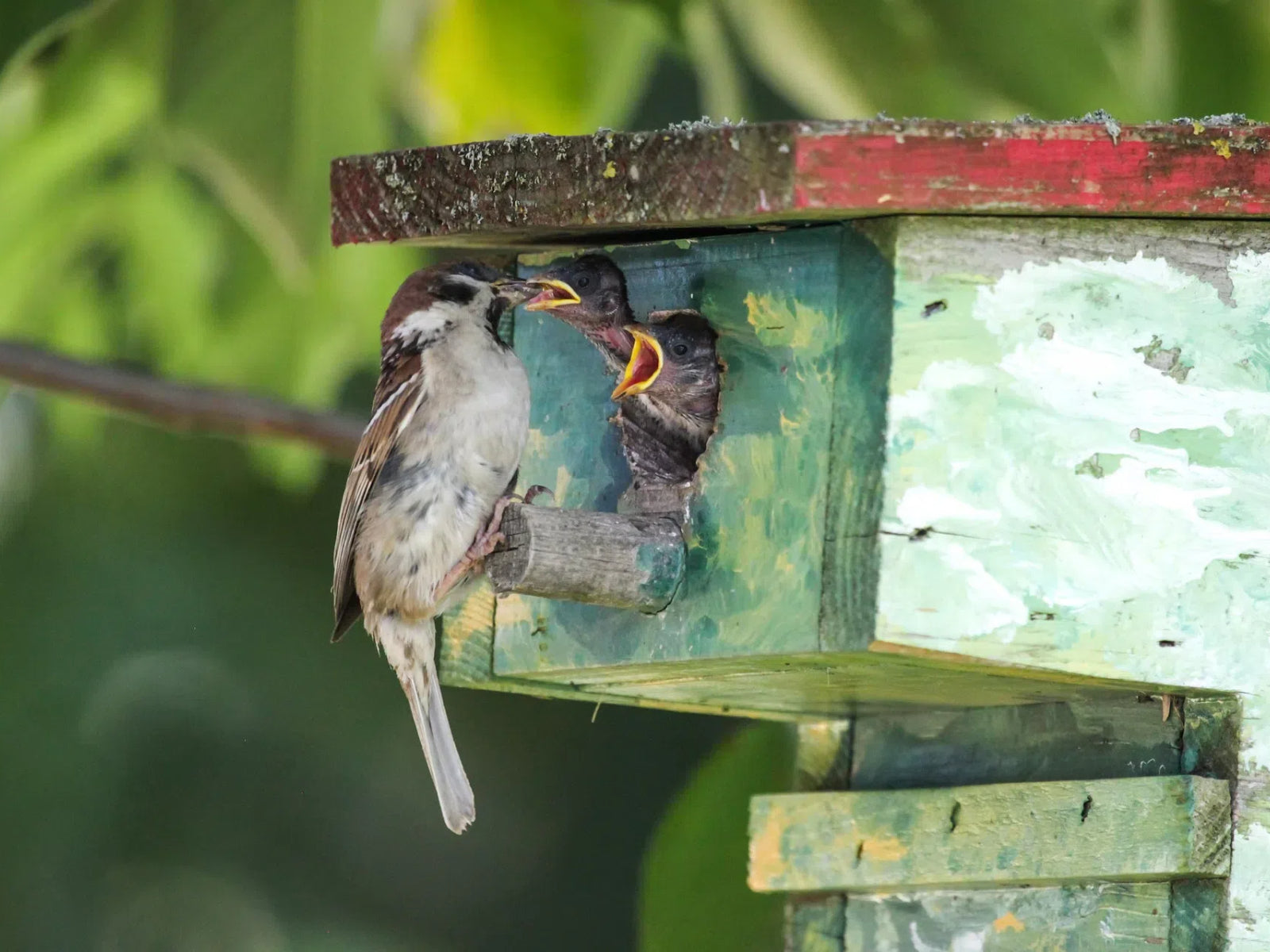 Behavioral Science of Unexpected Birds in Urban Environments