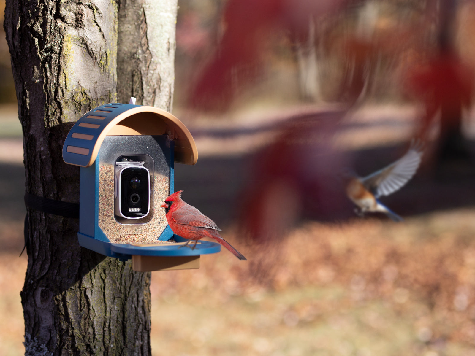 DIY Bird Feeder Area: How to Create the Perfect Birdwatching Spot