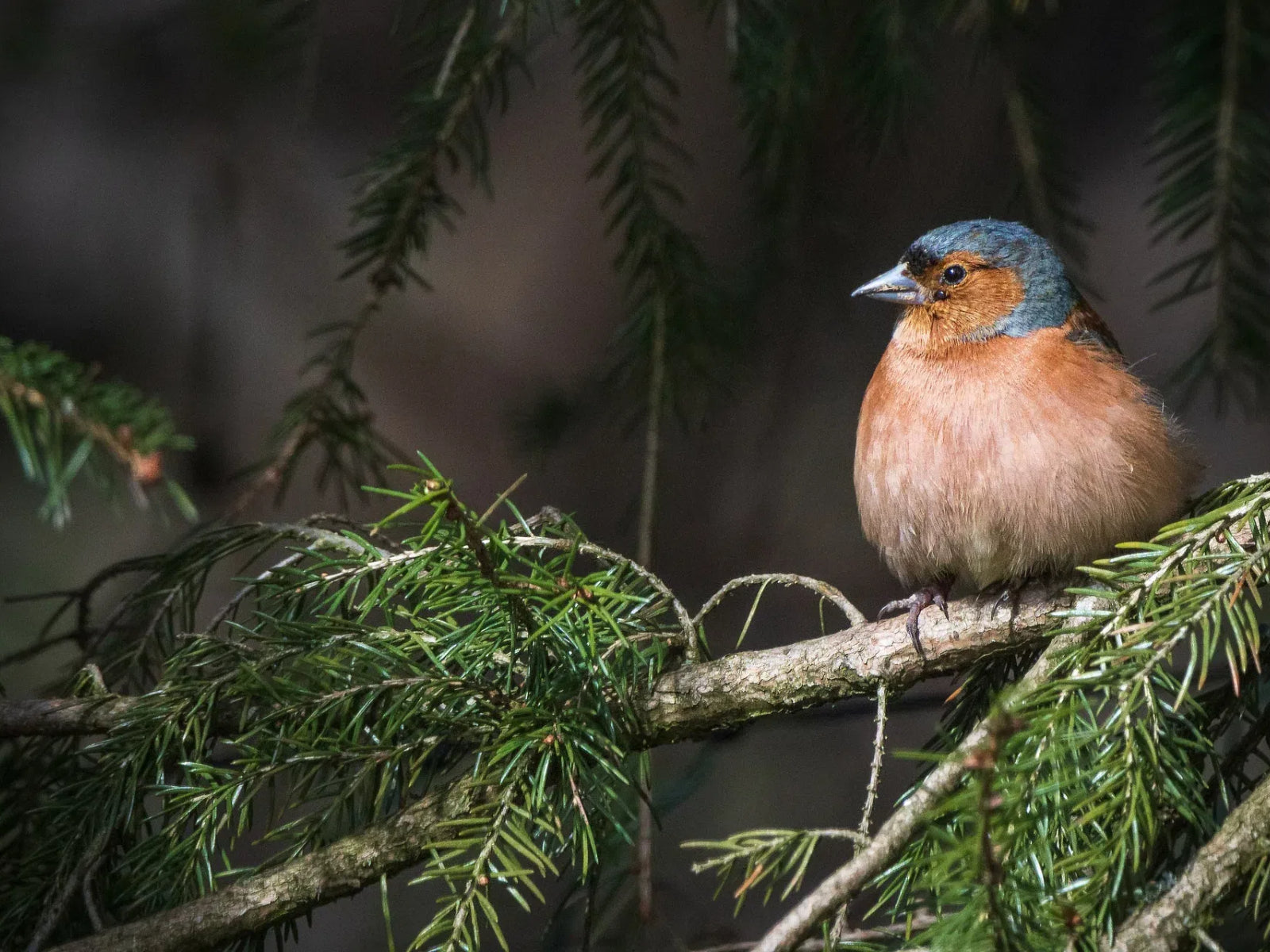 What Are the Best Plants to Attract Birds?