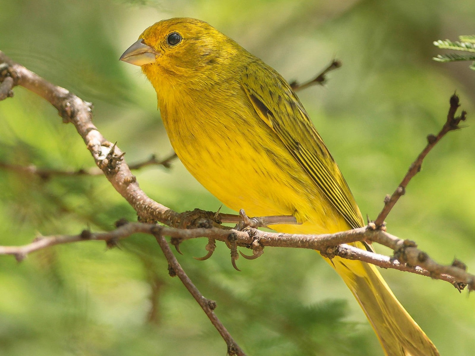 How to Attract Goldfinches to Your Backyard