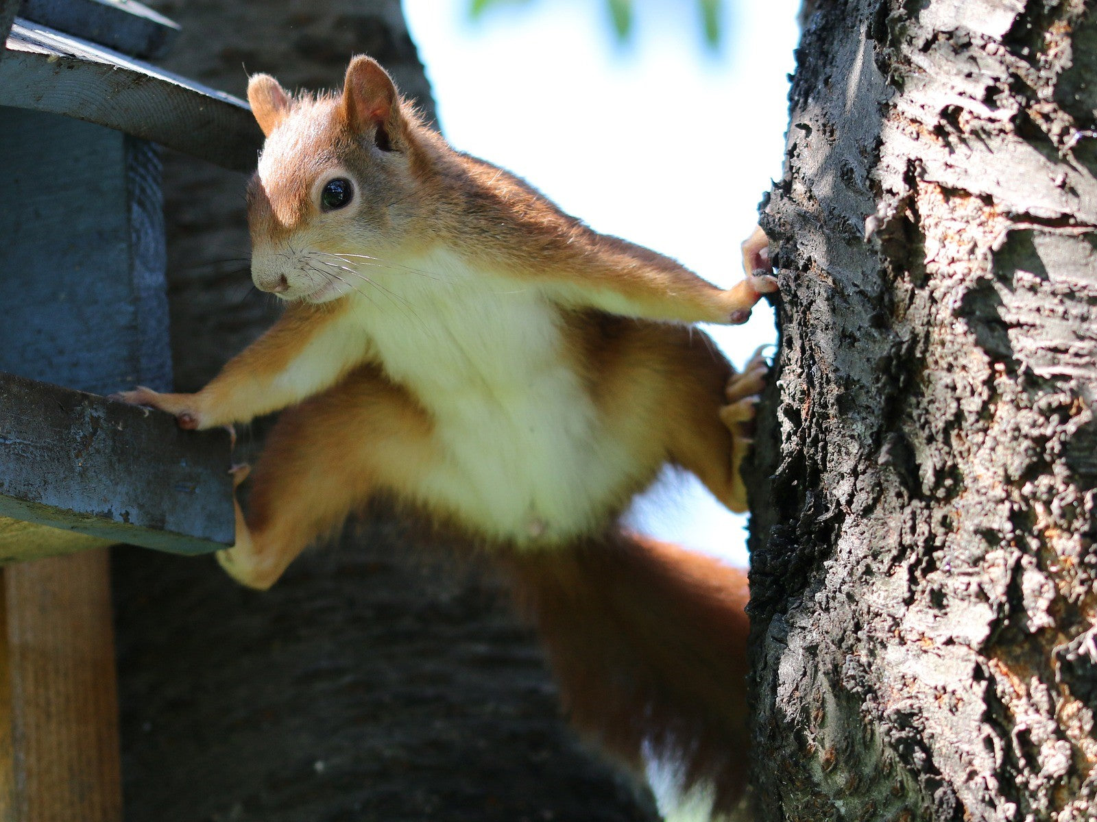 5 Tips for a Squirrel-Free Backyard