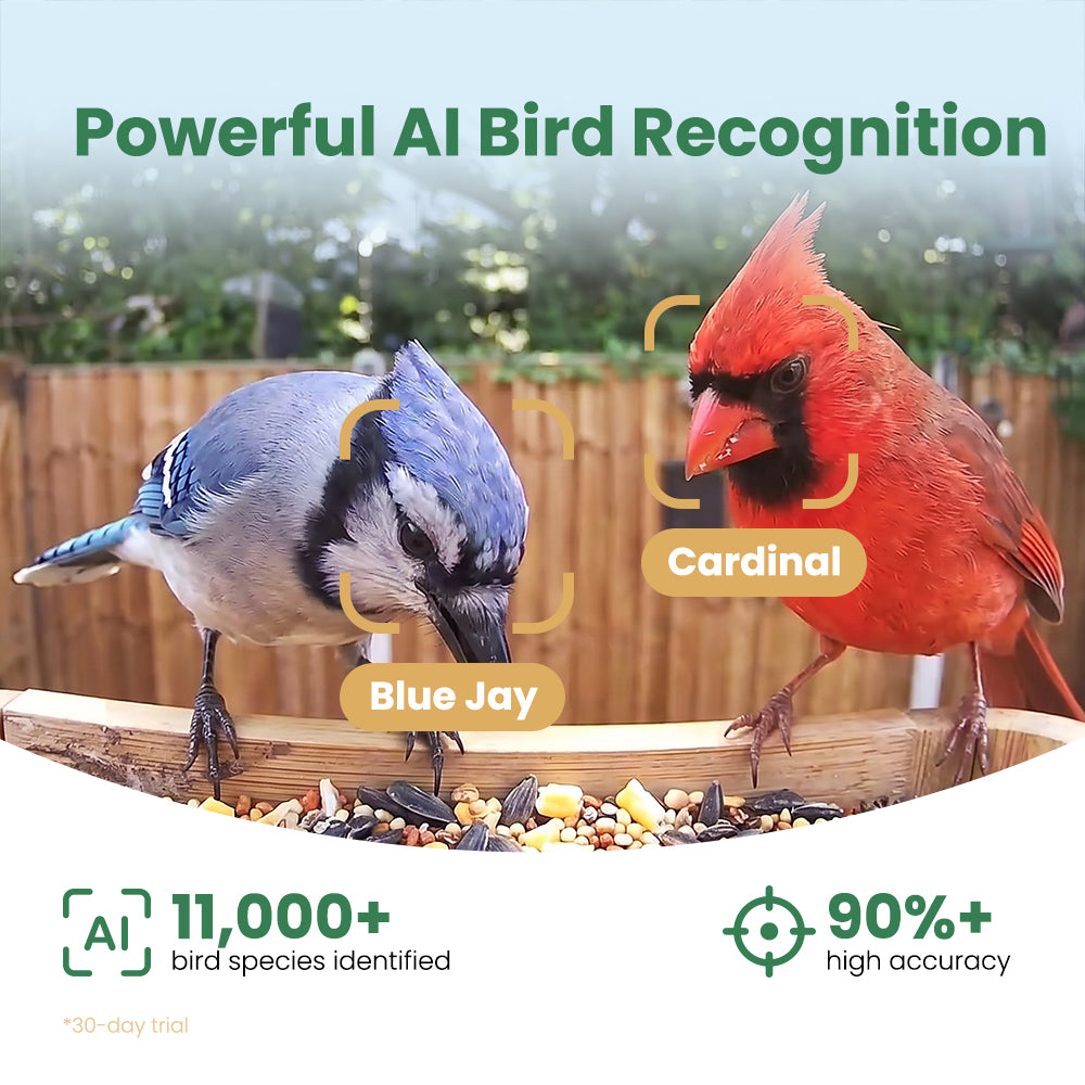 VINGUYS V-Bamboo Smart Bamboo Feeder with Camera